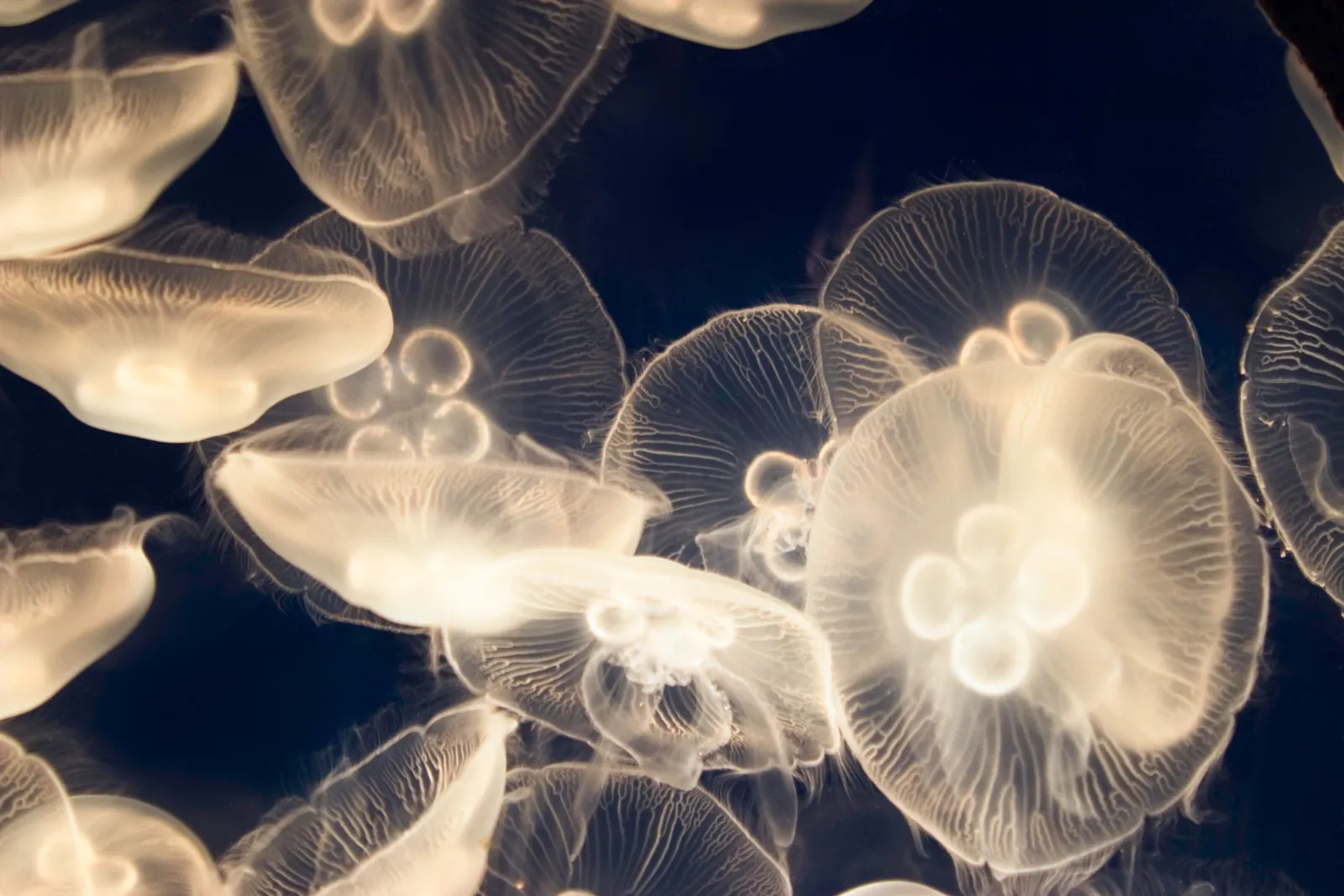 Cluster of translucent moon jellyfish glowing pale against the black water of an aquarium tank.