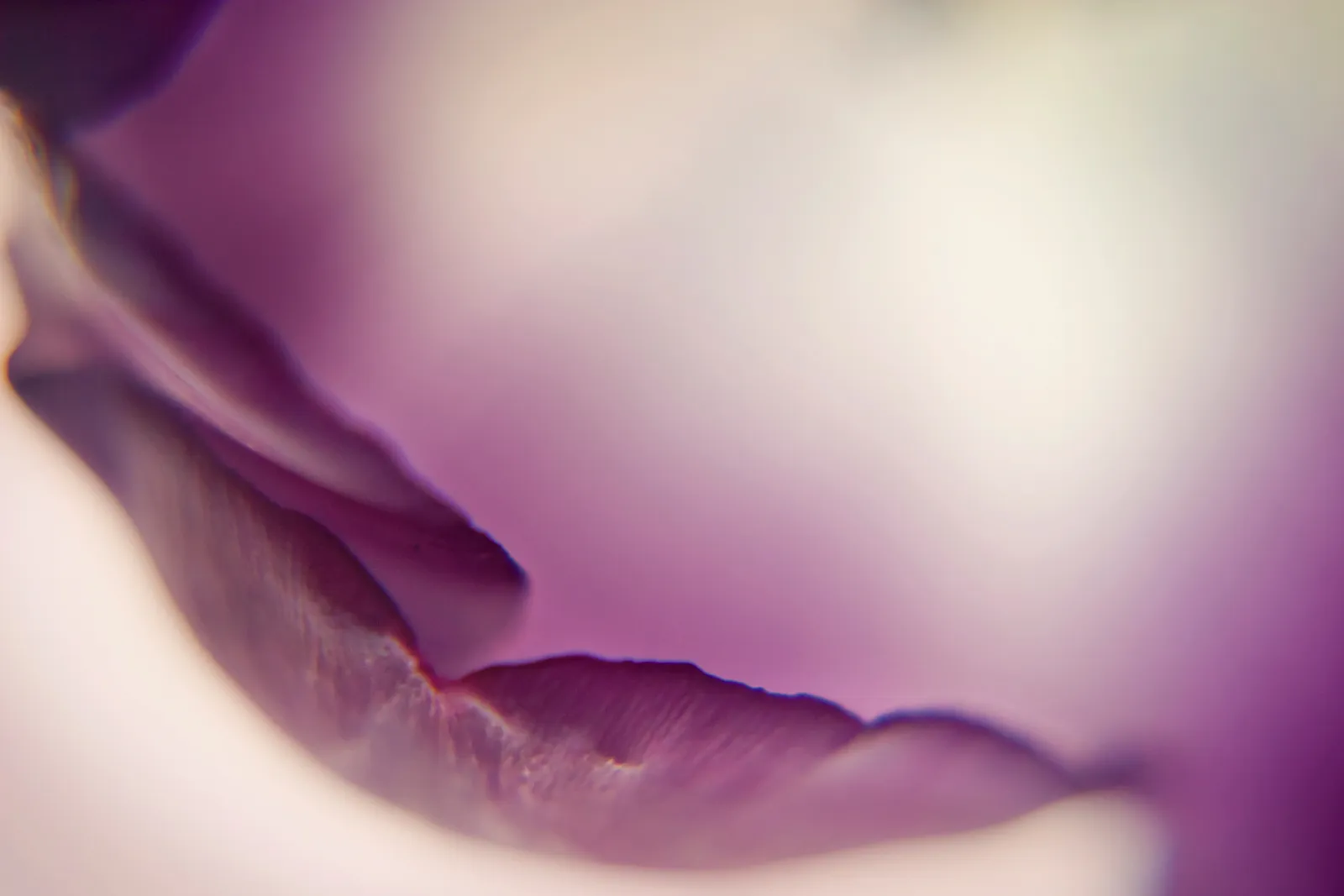 Macro photograph of a single curling purple flower petal against a softly blurred blush background.